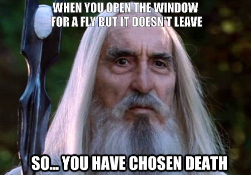 Fly you fool