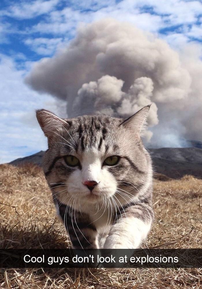 This cat looks like it it destroyed the world