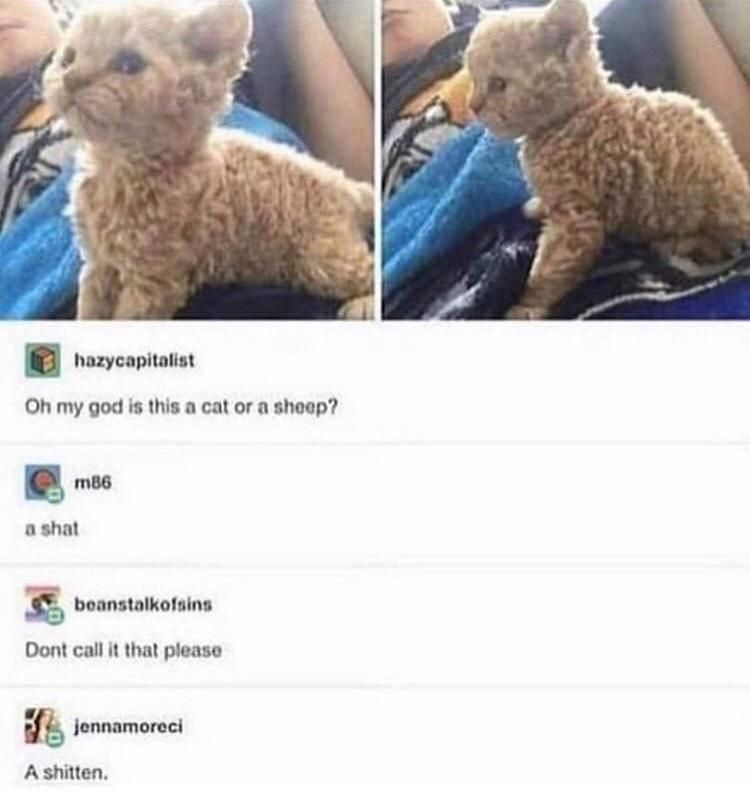 Is it a cat or a sheep?