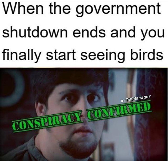 haha but birds are real, right?