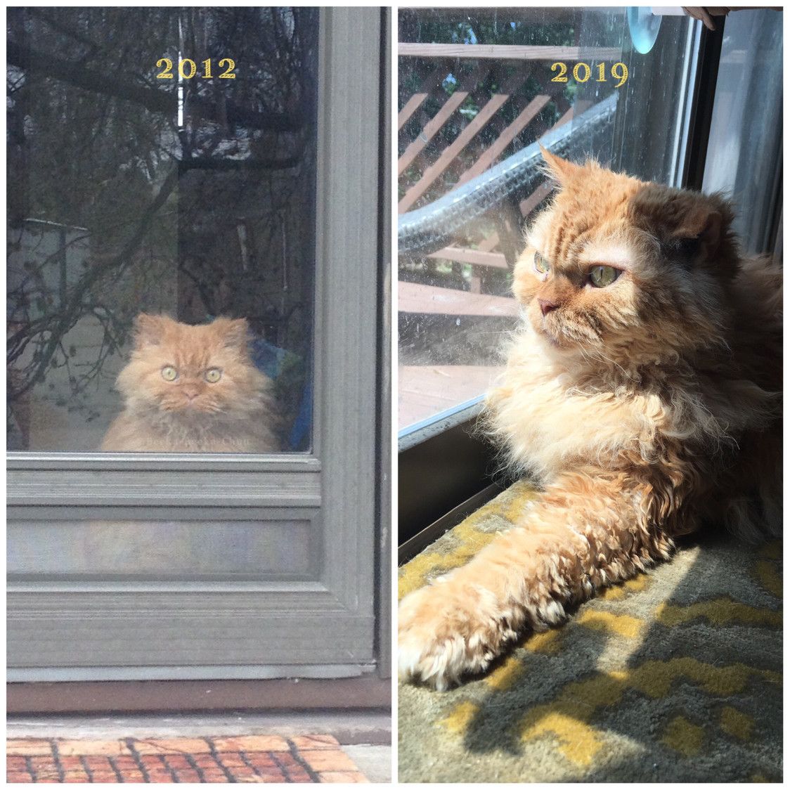 The “Plotting to Kill” cat - 7 years ago to today. Many years have passed yet he still thirsts for blood.
