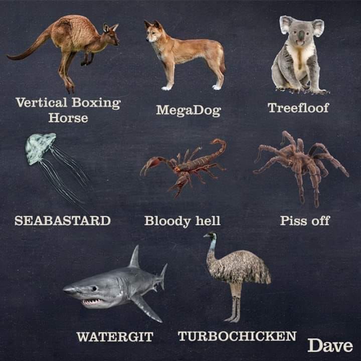 Doggos of Australia (flipped in translation)