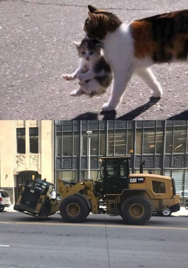 A Cat carrying a cat