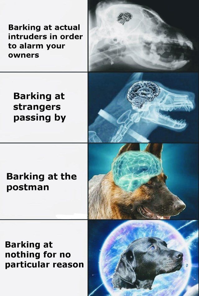 who needs sleep anyway when you can listen to your dog all night instead?