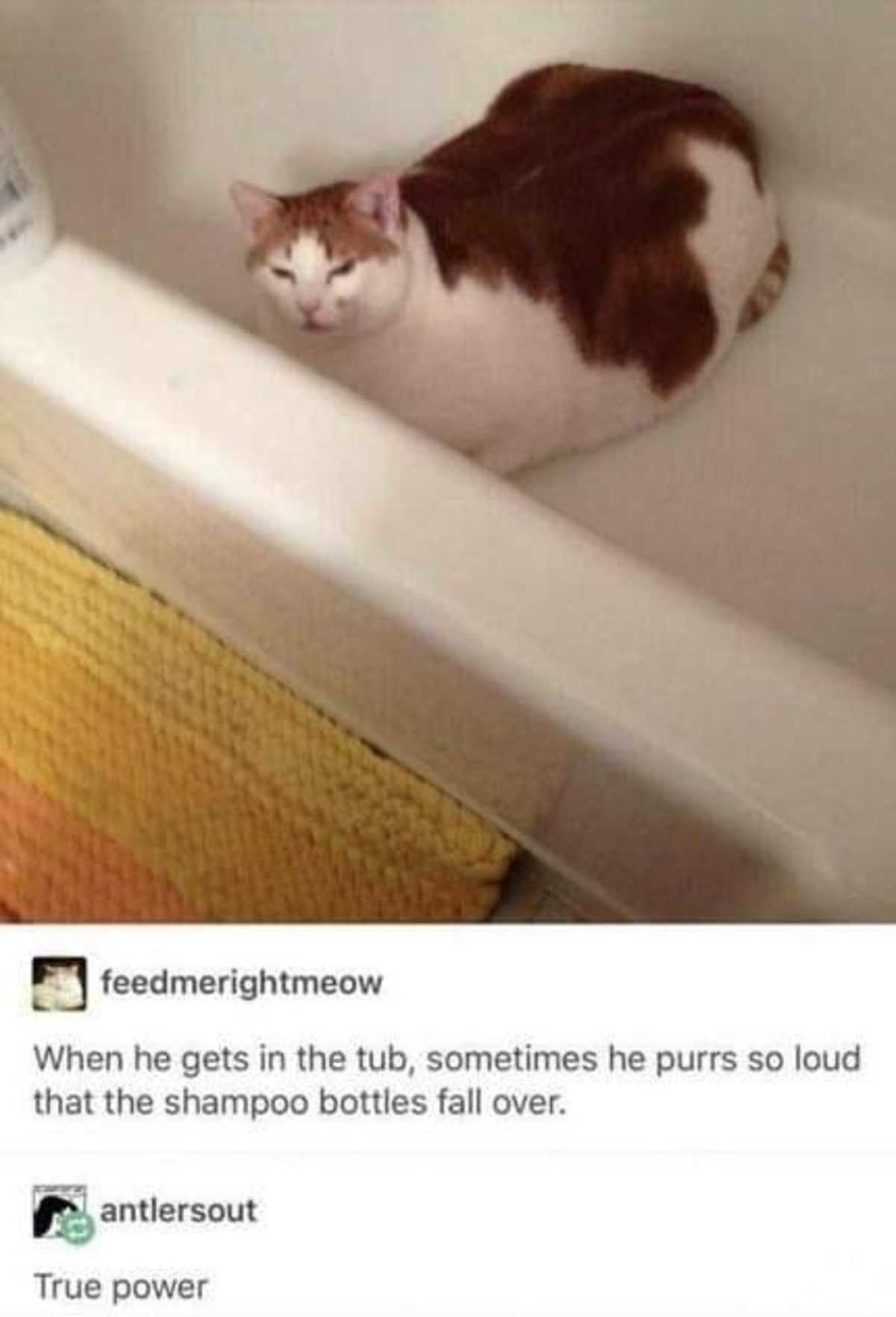 Big chonk is more powerful than you