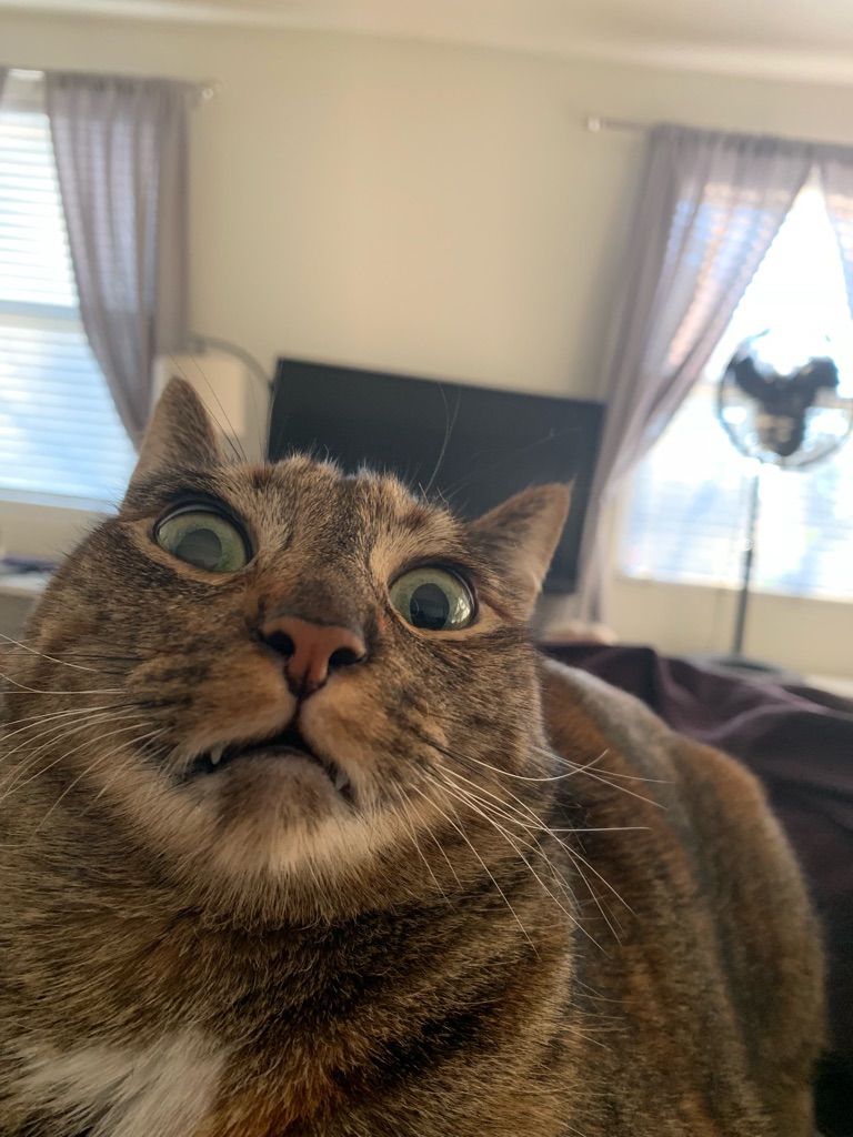My cats face this morning after watching me have a sneezing fit.