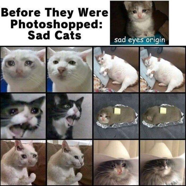 Cats being sad is russian propaganda