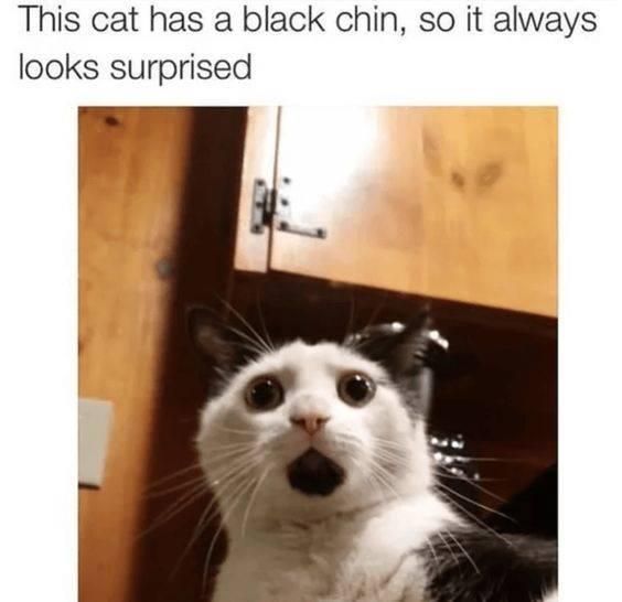 This cat has a black chin. It always looks surprised