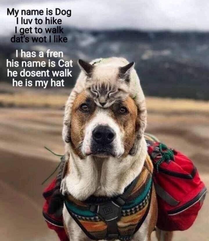 The cat is a hat
