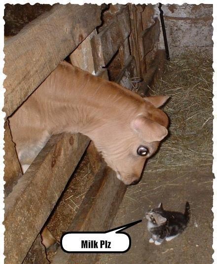 Kitteh nose da source