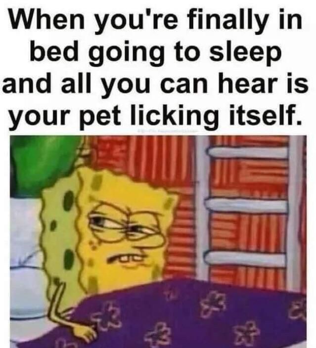 Nothing gets me more than hearing a pet lick itself.