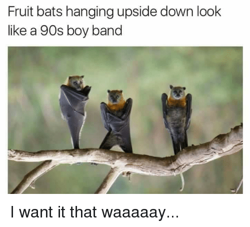 Backstreet bats