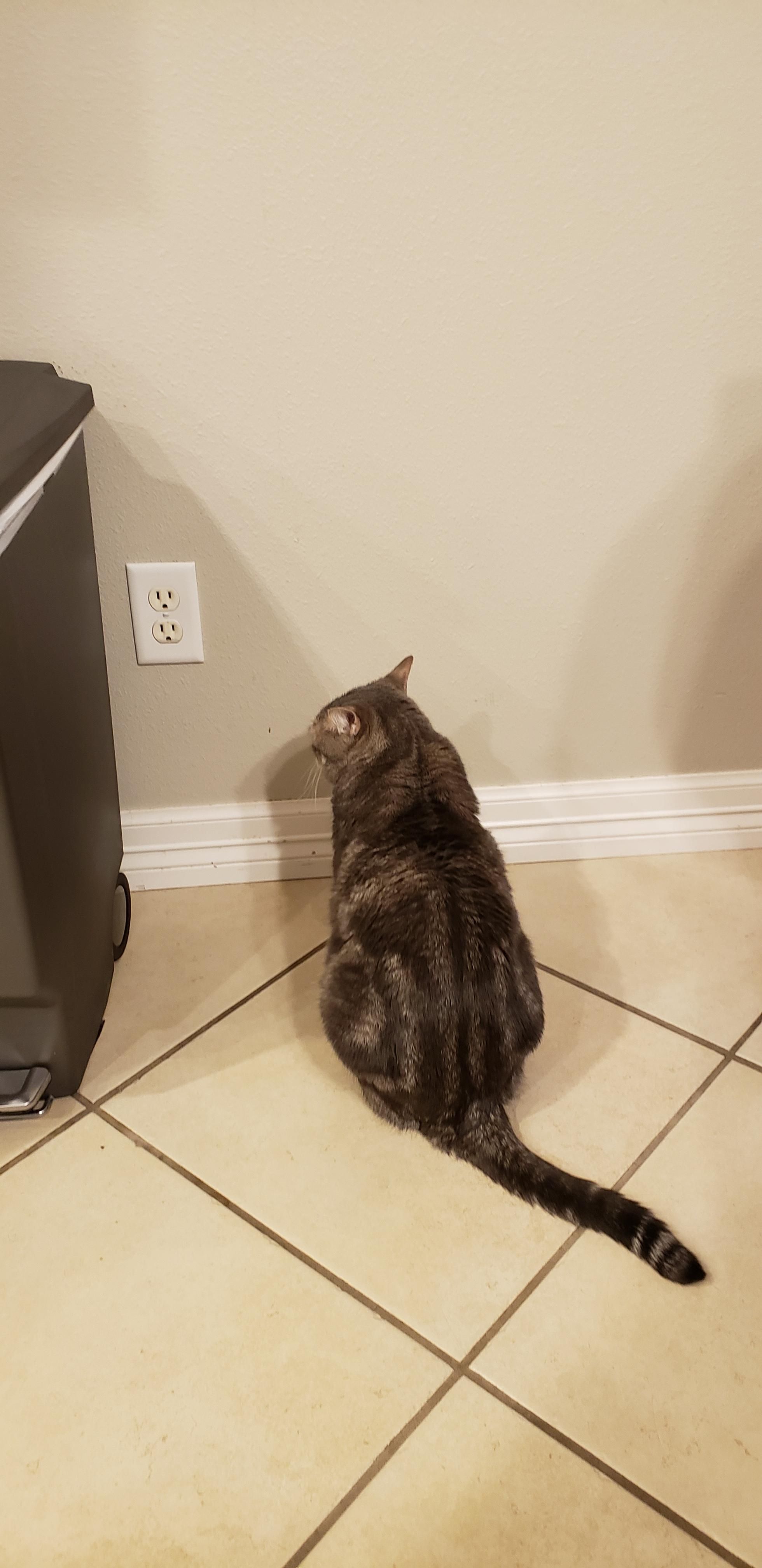 If you don't feed Winston on time, he refuses to look at you. He just stares angrily at the wall until his bowl is full.