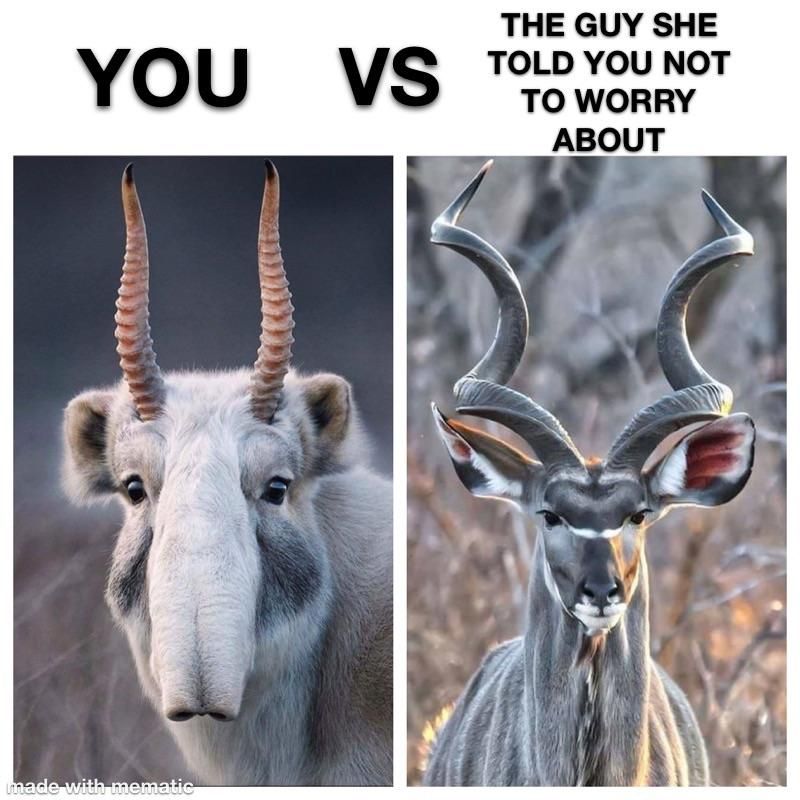 You VS The gazelle she tells you not to worry anout