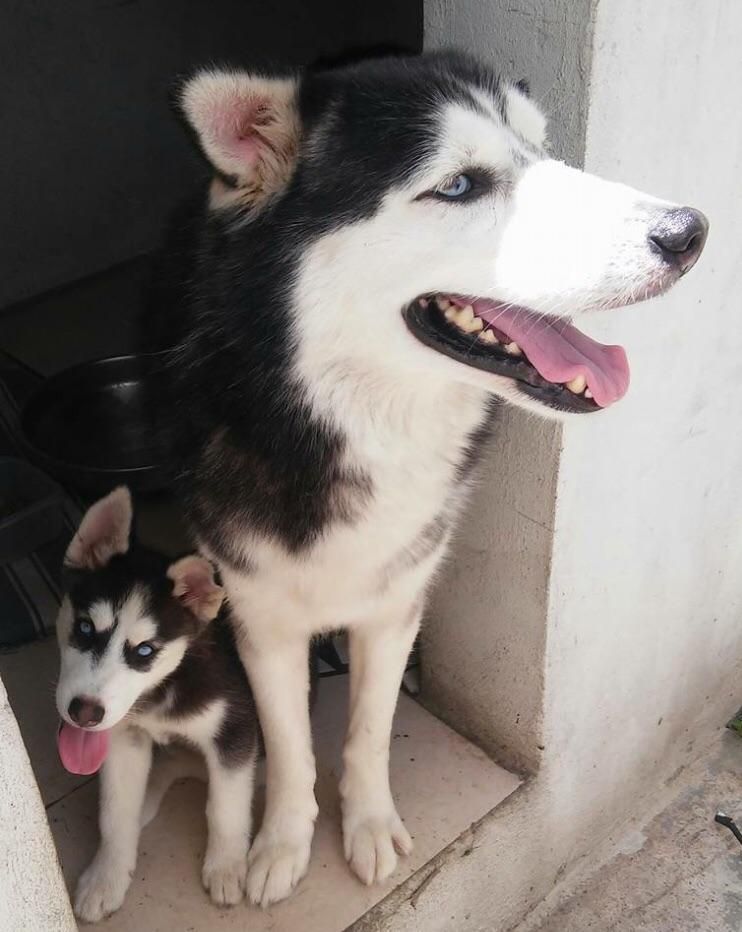 I was about to take a pic of both my husky and his daughter looking at the horizon, but suddenly the little one looked at me and pulled its tongue. Result was better, cant complain