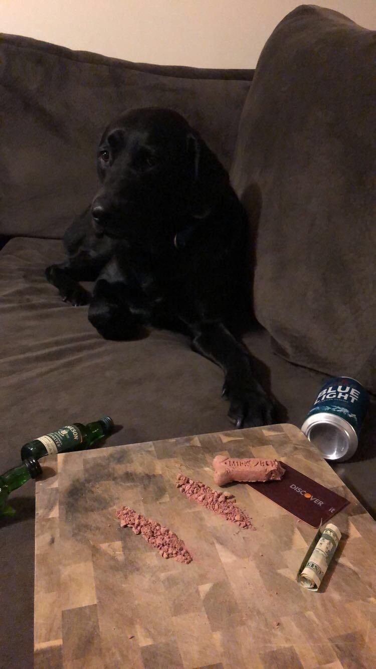 Girlfriend left me and the dog home alone for the weekend. First thing I sent her.