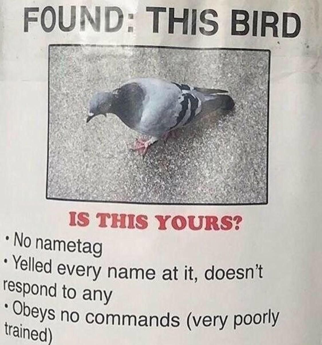 Who’s bird this ?