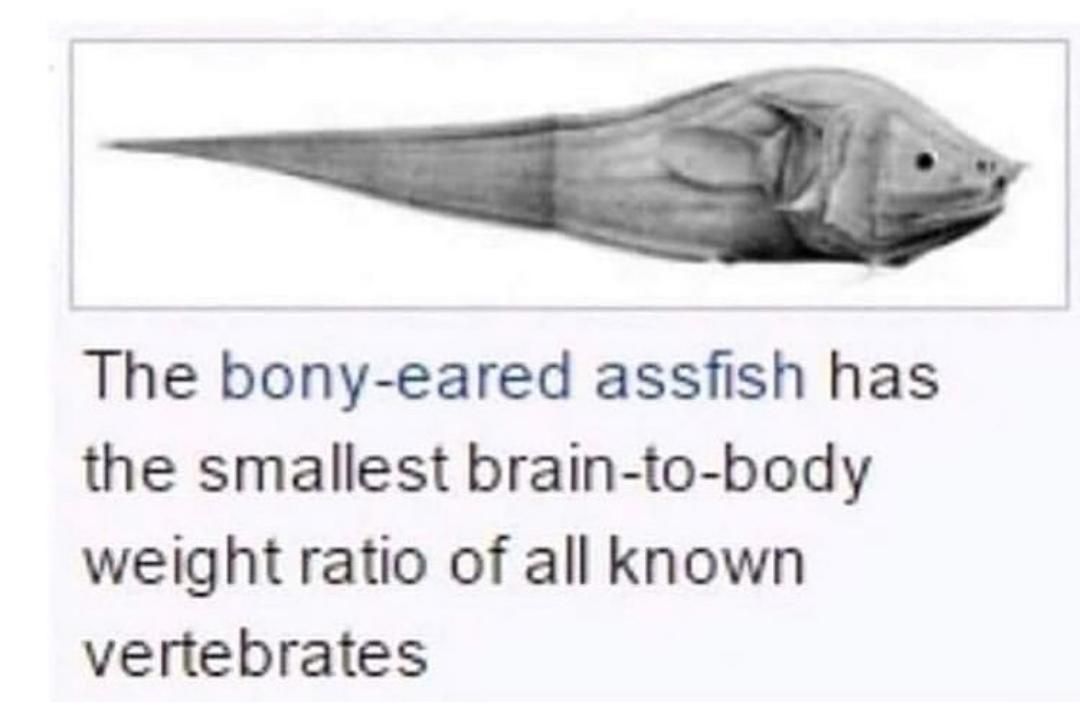 Yo why did scientists roast the *** outta this fish