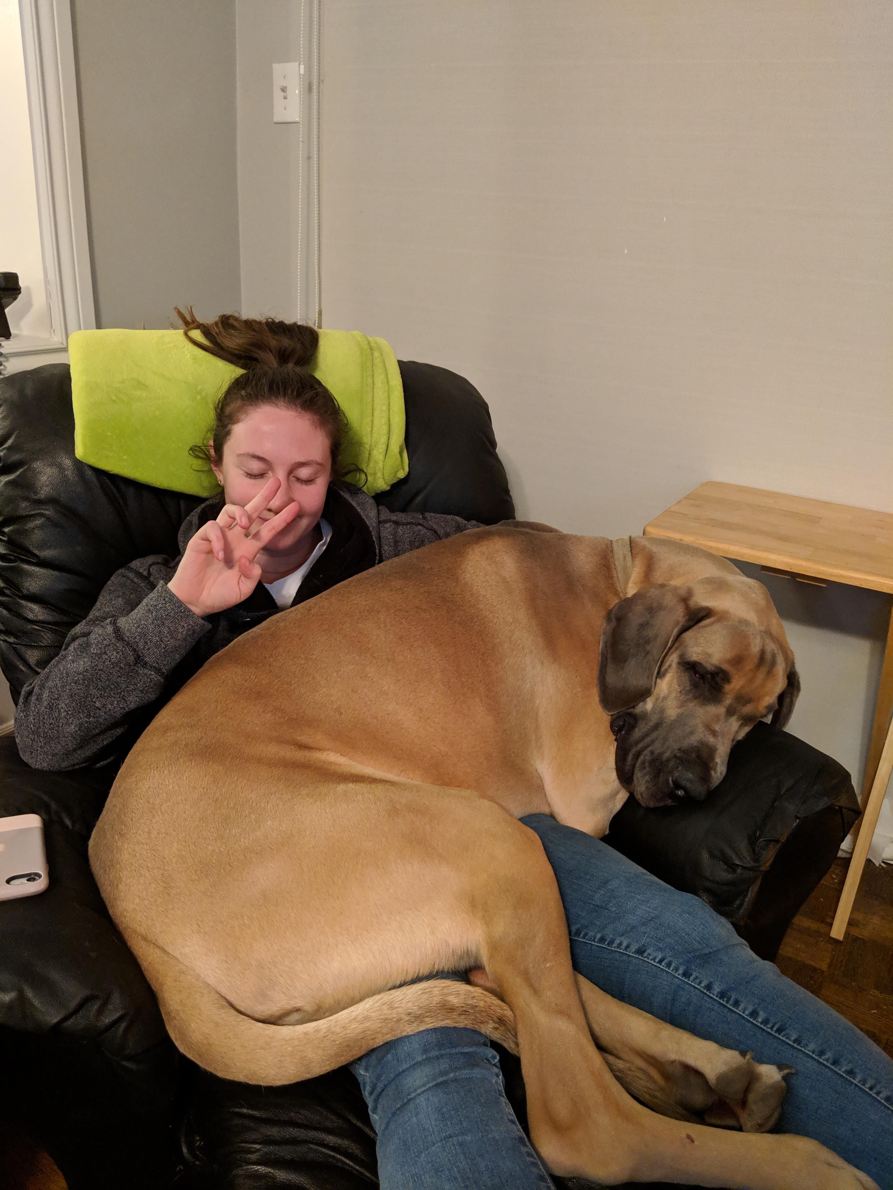 My great dane thinks he's a chihuahua