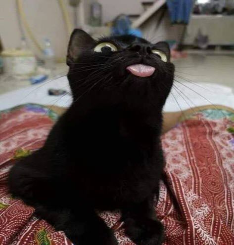 you are all being blessed with a super blep