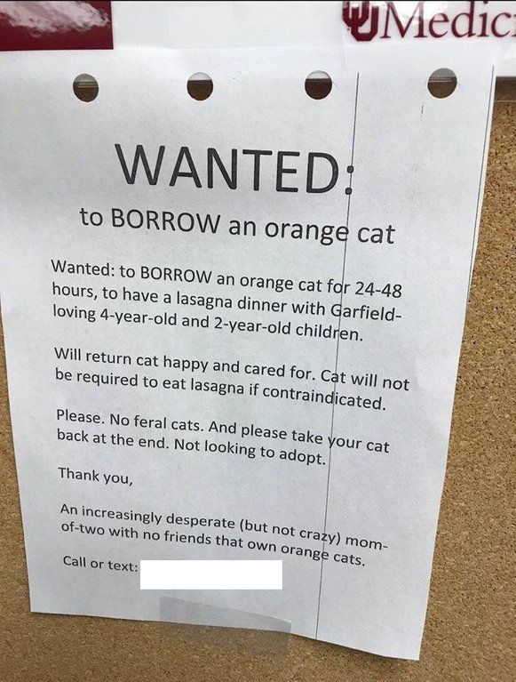 To borrow an orange cat