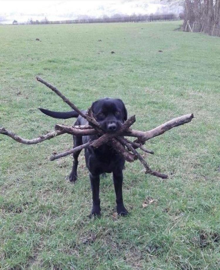 Not sure which stick was thrown, so he got them all