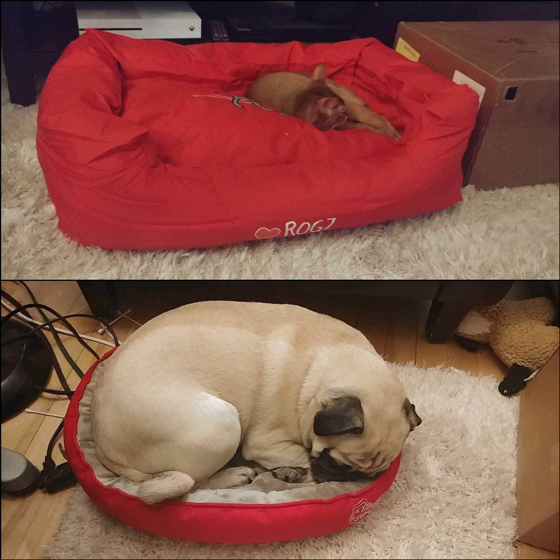 Cat and dog enjoying the new beds we just got them.