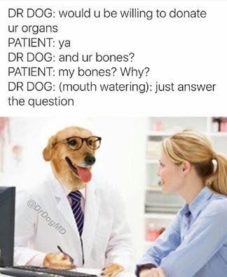 The Dogtor will see you now