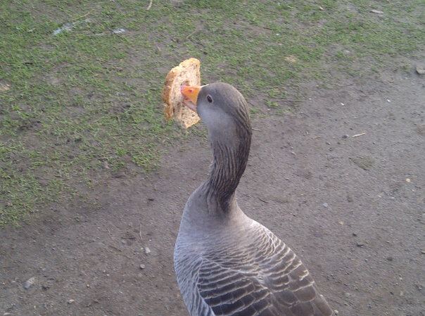 Went to feed the ducks. This one must be their leader.