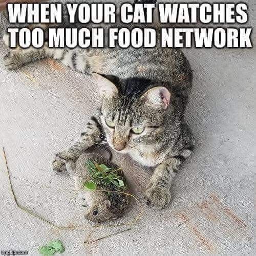 Cats these days