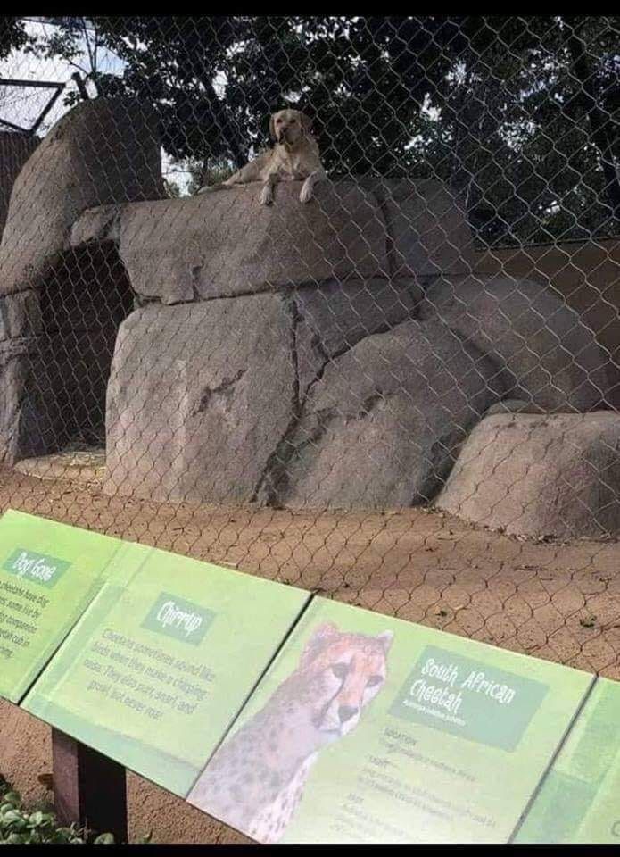 When you lie on your CV but you still get the job