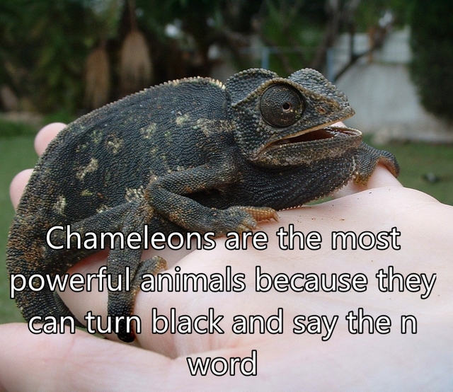 Keckleon is the most powerful pokémon