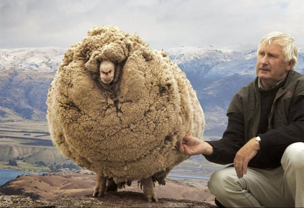 This sheep from New Zealand ran away and hid in a cave just to avoid shearing. When it was found after 6 years, it looked like this!