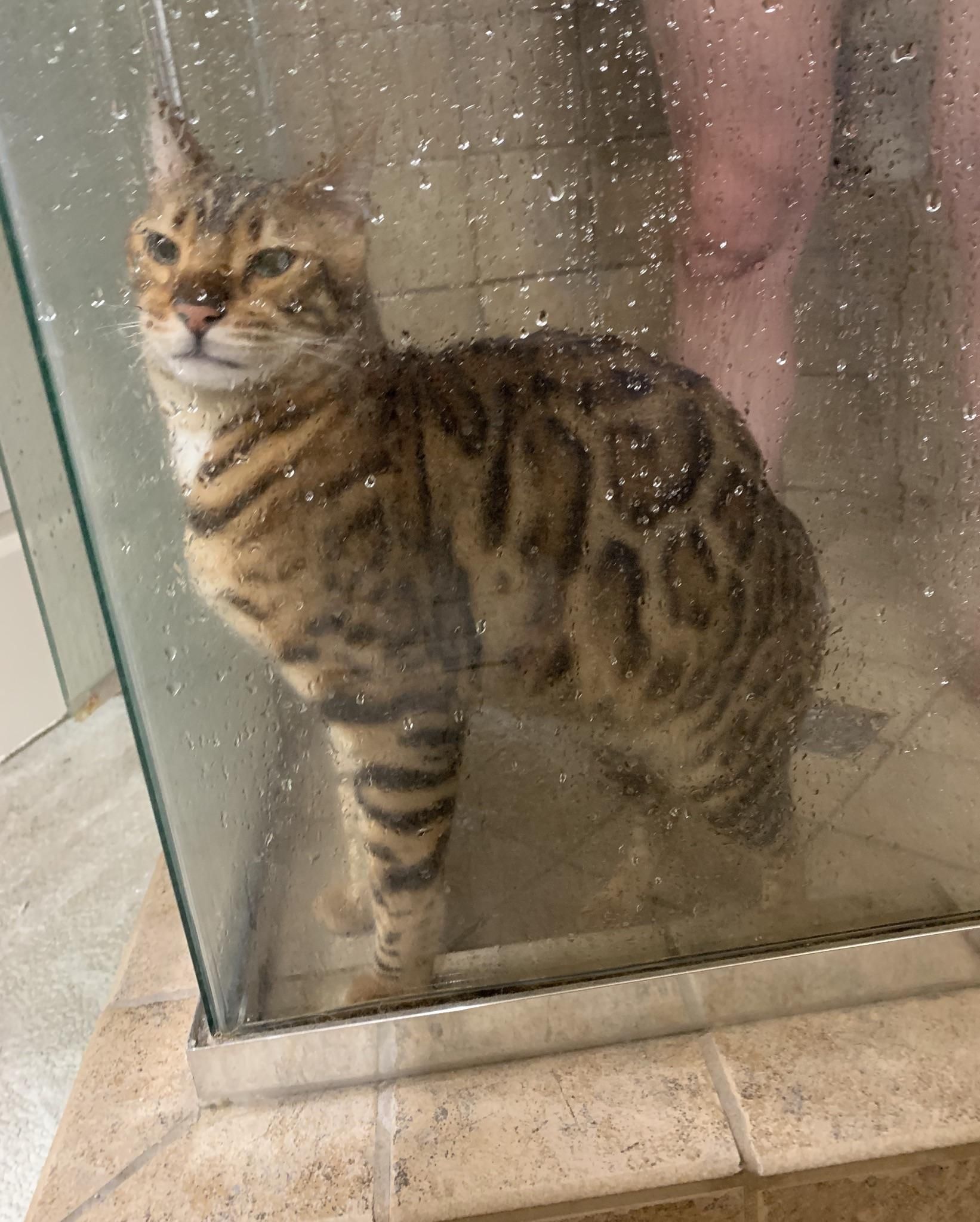 My cat usually showers with me but decided to hop in with my fiancé this morning instead. Some things can’t be unseen.