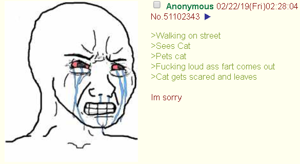Anon meets a cat