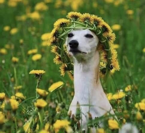Any girl and every music festival