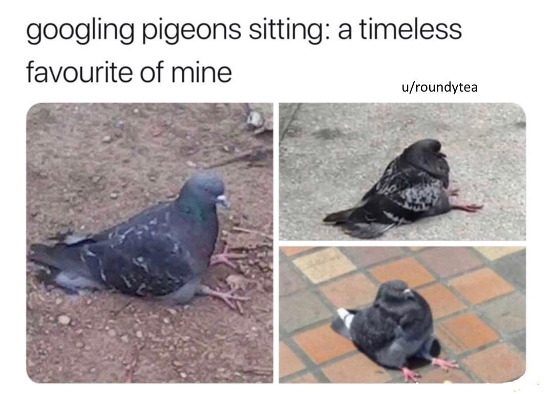 these pigeons straight up chillin'