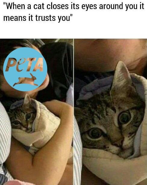 peta succs
