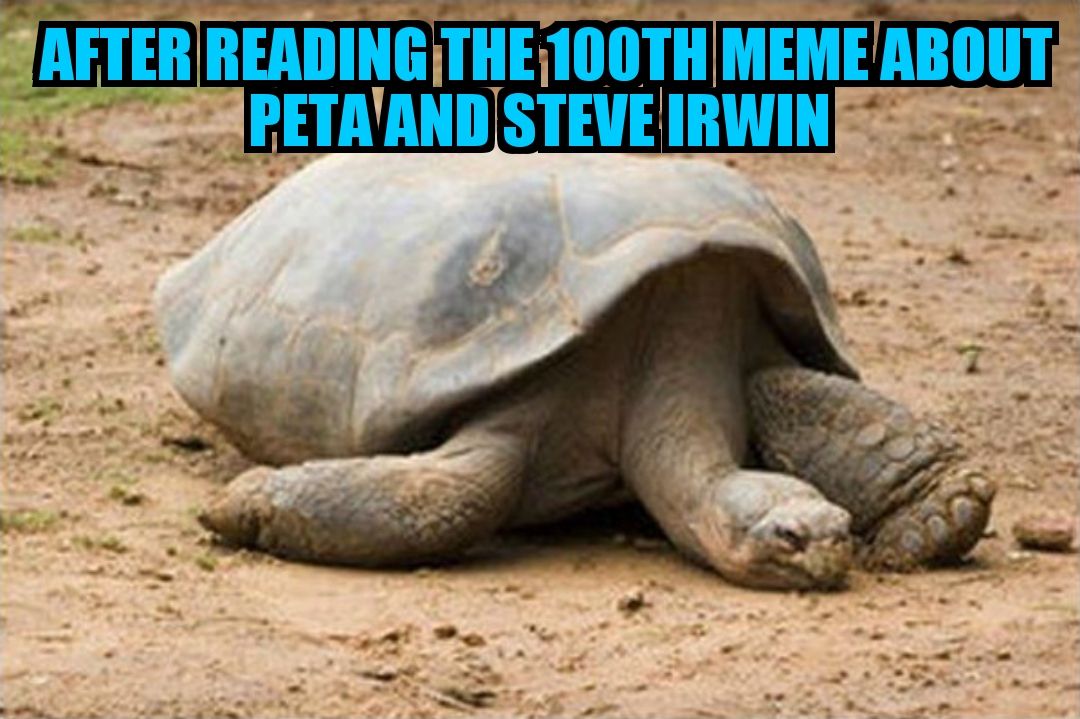 Any thing regarding PETA and Steve Irwin at this point...