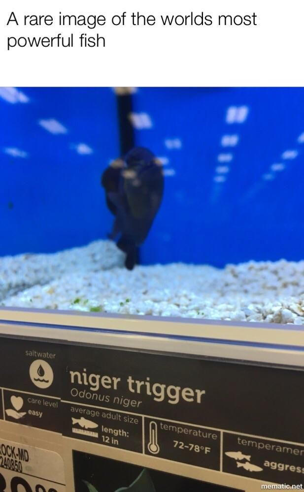 This fish can say the N-word, wait no, IT IS THE N-WORD