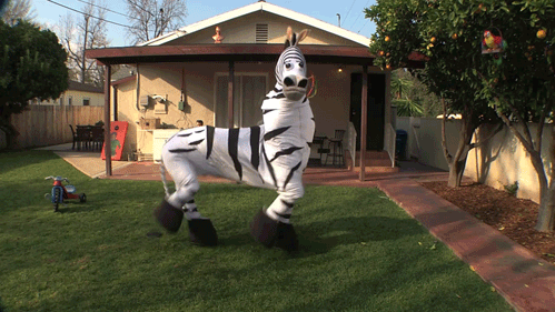 Just a zebra
