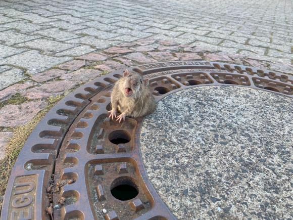 This fat rat made it to the world news for being too chubby to crawl out of the sewers