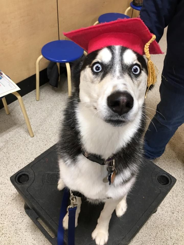 No one was more shocked than Sadie, my daughter's husky, when she actual passed Obedience Class.