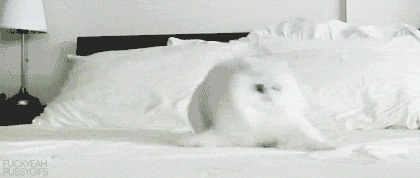 White cat performing a WTF dance