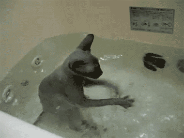 Cat playing with water