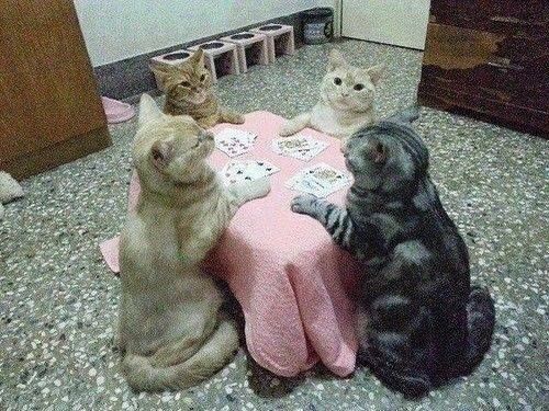 waiting for the flop
