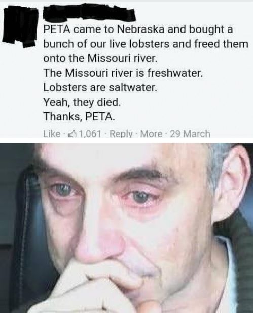 peta cat when you encounter one on the street