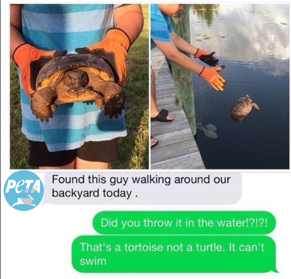 Peta in a nutshell