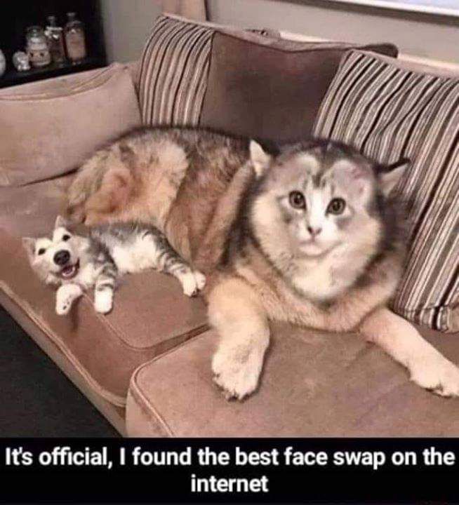 Cat dog, dog cat