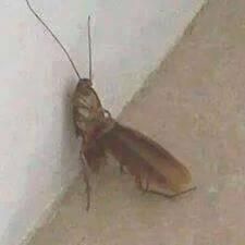 tfw roaches get more action than you